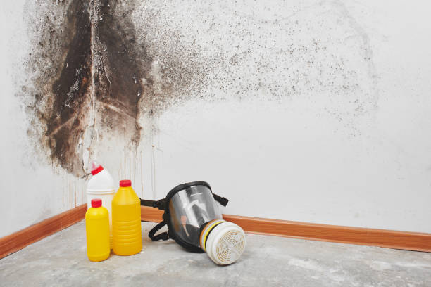 Water Valley, MS Mold Removal Company