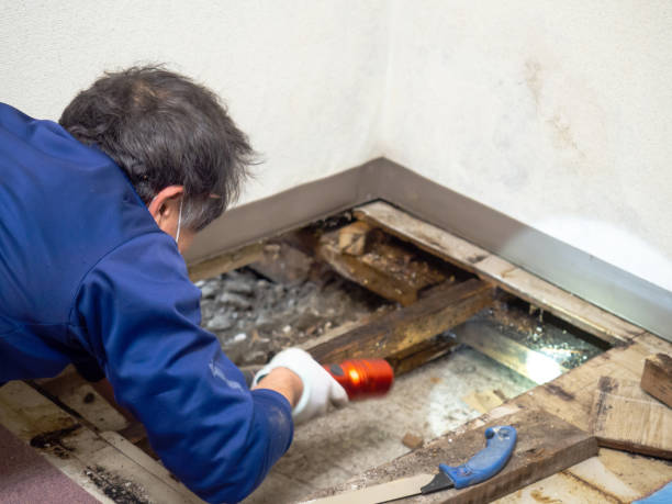 Best Professional Mold Removal  in Water Valley, MS