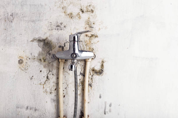 Best Mold Cleaning Services  in Water Valley, MS