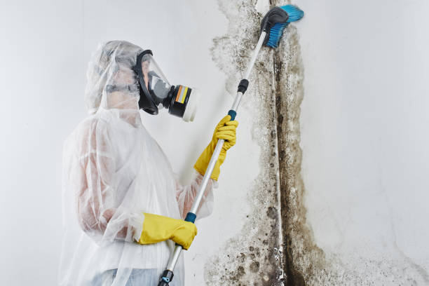 Best Black Mold Removal  in Water Valley, MS