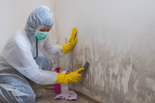 Best Mold Remediation Experts  in Water Valley, MS