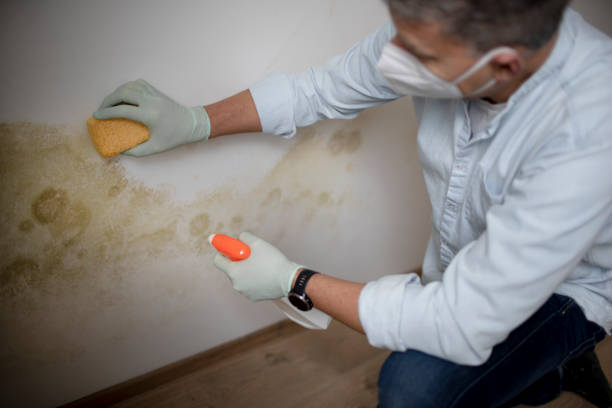 Best Fast Mold Removal  in Water Valley, MS
