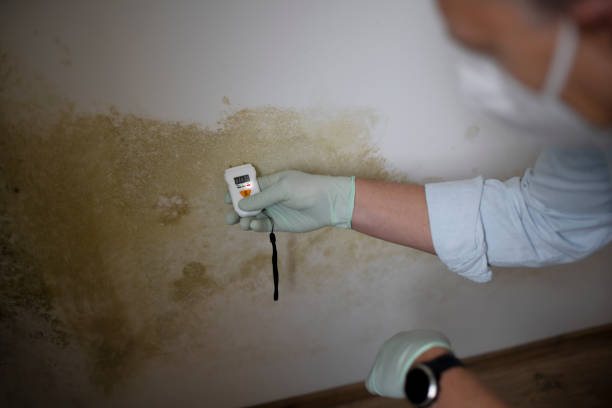 Best Affordable Mold Removal  in Water Valley, MS