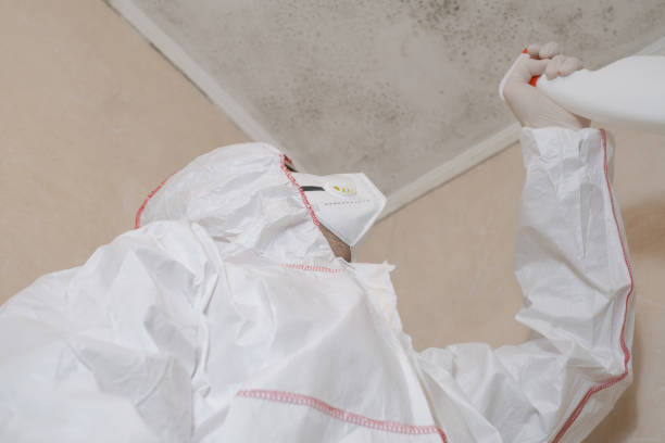 Best Mold Removal Company Near Me  in Water Valley, MS