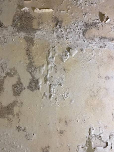 Best Toxic Mold Removal  in Water Valley, MS