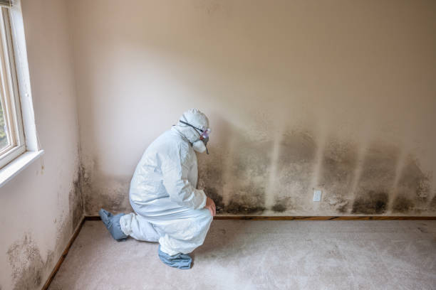Best Professional Mold Removal  in Water Valley, MS