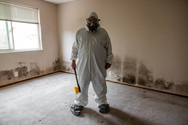 Best Local Mold Removal Service  in Water Valley, MS