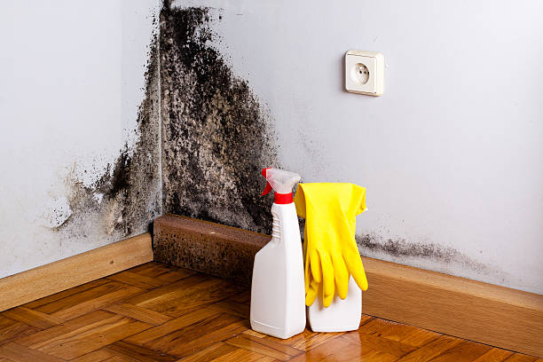 Best Mold Testing  in Water Valley, MS