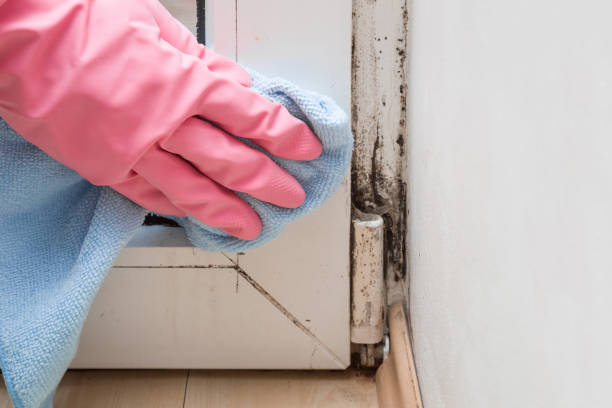 Best Residential Mold Removal  in Water Valley, MS